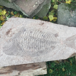 Metamorphosis Balatonensis